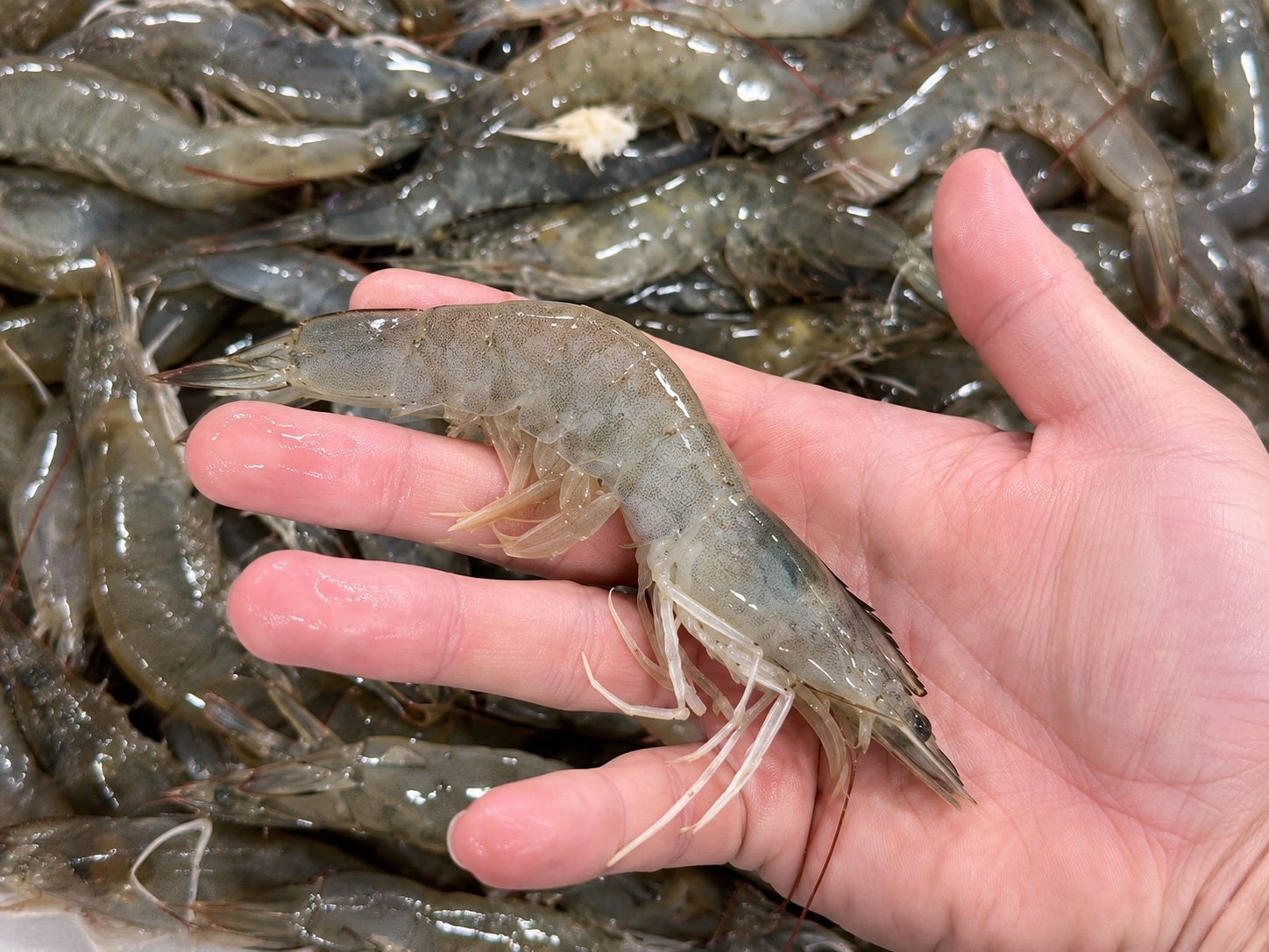 Fresh shrimp held by hand at Lee Shrimp Co.